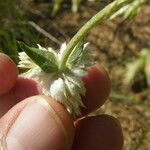 Gomphrena nitida 花