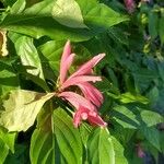 Dianthera candicans Flower