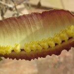 Bulbophyllum renkinianum Kwiat