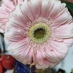 Gerbera jamesonii Flower