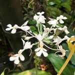 Calanthe triplicata Flower