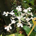 Calanthe triplicata Blomst