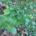 Myrsine africana 葉