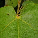 Croton smithianus Leaf