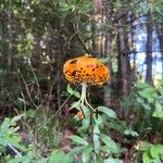 Lilium michauxii Flower