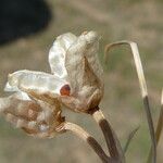 Romulea columnae Frucht