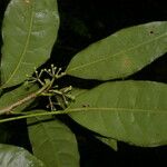 Dendropanax querceti Leaf