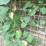 Aristolochia tomentosa Leaf