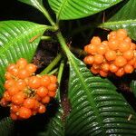 Notopleura polyphlebia Fruto