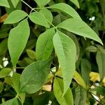 Nandina domestica Leaf