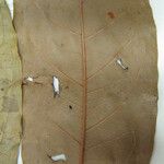 Aiouea laevis Hoja