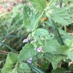 Teucrium scordium Fula