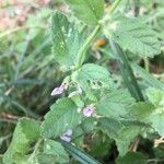 Teucrium scordium 花