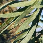 Eucalyptus parvula Hoja