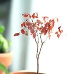 Oxalis hedysaroides Leaf