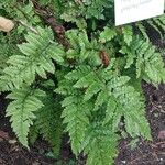 Polystichum polyblepharon Lehti