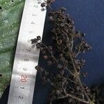 Rustia costaricensis Kita