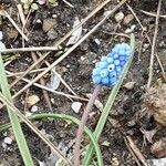 Muscari aucheri Цвят