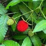 Rubus illecebrosus Fruit