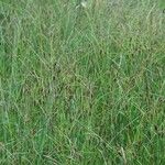 Carex lasiocarpa 形态