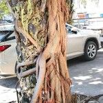 Ficus altissima Habitat