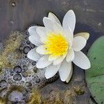 Nymphaea albaКвітка