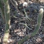 Cleistocactus smaragdiflorus Habit