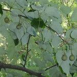 Davidia involucrata List