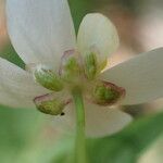 Ranunculus platanifolius Flower