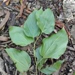 Hovenia dulcis Frunză