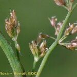 Coleanthus subtilis Fruit