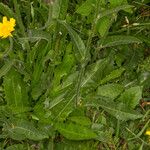 Crepis conyzifolia Folha