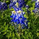 Lupinus texensis Flower