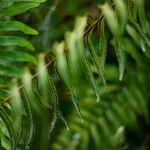 Polystichum munitum Foglia