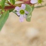Lythrum hyssopifolia Λουλούδι