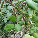 Rubus winteri Blad