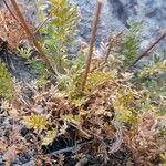 Acaena poeppigiana Hábito