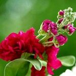 Matthiola incana Flower