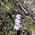 Phlox diffusa Flower