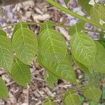 Wisteria sinensis Feuille