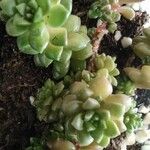 Sedum anglicumഇല