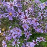 Symphyotrichum cordifolium Квітка