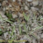 Eragrostis cilianensis Λουλούδι
