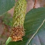 Betula utilis Frukto