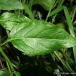 Solanum umbelliferum ᱥᱟᱠᱟᱢ