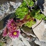 Sempervivum montanum Flor