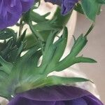 Anemone coronaria List
