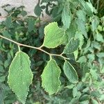 Celtis africana Folio