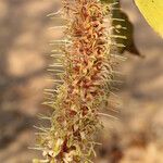 Faurea rochetiana Blüte