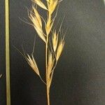 Helictochloa bromoides Fula